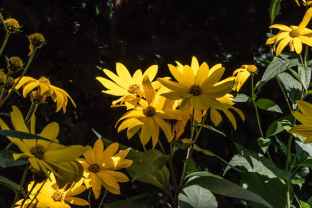 Blumen in Carolinensiel